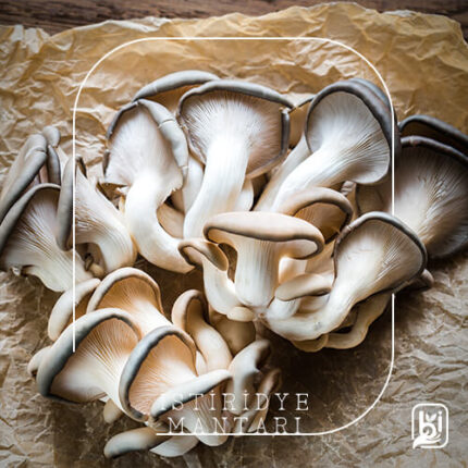 Turkish Natural Oyster Mushroom