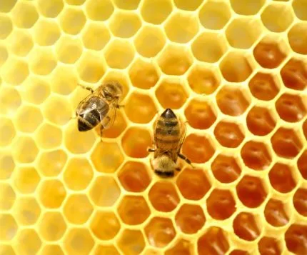 Turkish Natural Organic Karakovan Honeycombs Honey - EÄricayır